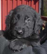 FLAT COATED RETRIEVER MIT PAPIERE FCI