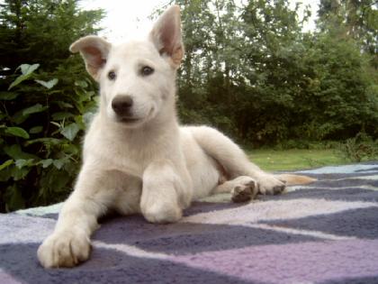 AL.Husky und Sib. Husky