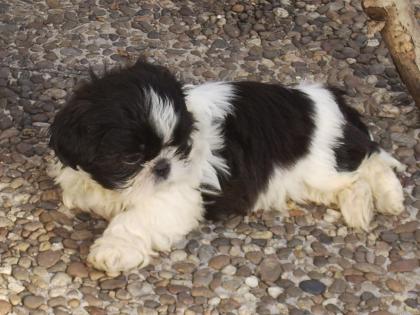 Shih-tzu Welpen