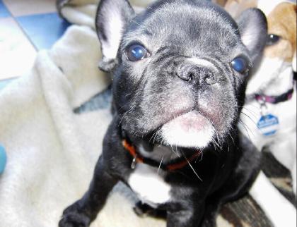 WURFANKÜNDIGUNG französische Bulldogge