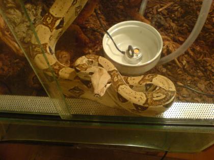 Boa constrictor