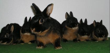 Kaninchen/Zwergkaninchen und Zwergwidder abzugeben