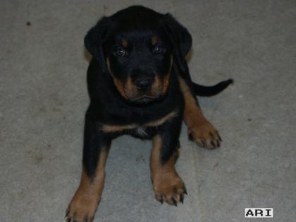 Rottweiler Welpe Rüde