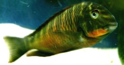 TROPHEUS MOORII WFNZ .