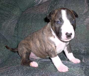 Miniature-Bullterrier Welpen.