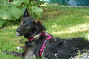 NORMITA - weiblich  1 Jahr  55 cm  20 kg  Mix  Gechipt  Kastriert