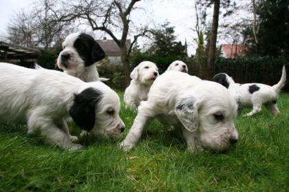 Englische Setter Welpen