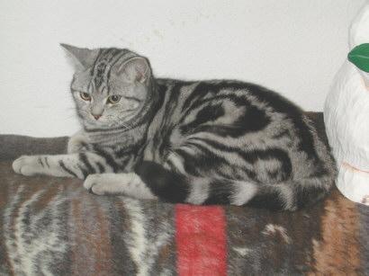 BKH Silbertabby Junglady Zeta (Whiskas)