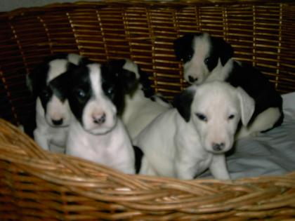 Miniatur bullterrier-rottweilermischlinge