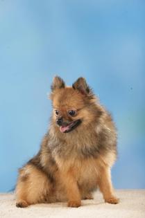 Pomeranian- Zwergspitz