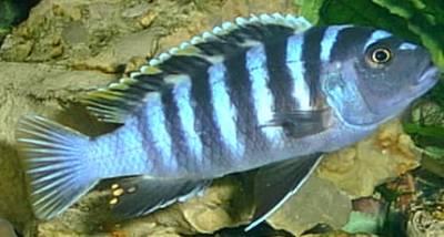 Malawi-Buntbarsch cynotilapia afra