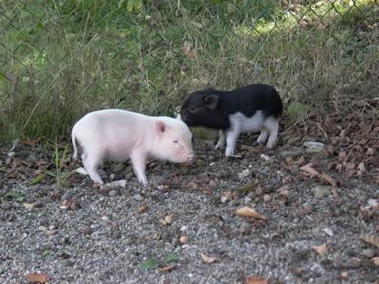 Minipics in der schweiz gesucht!!