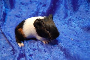 Meerschweinchen Glatthaar undRosetten