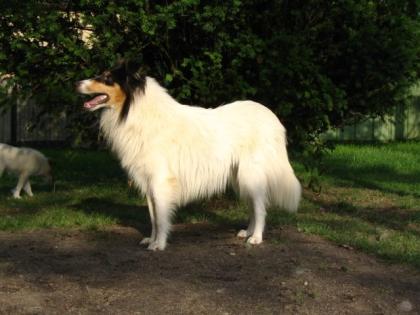 American White Colliehündin und Rüde mit Papieren