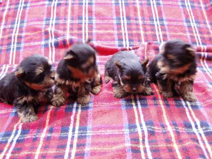 Yorkshire terrier /mini/