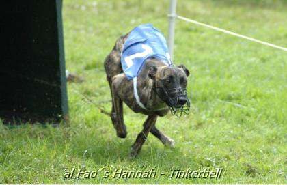 Windhunde aus dem Zwinger