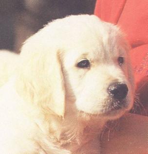 Golden Retriever-Welpen m.Pap.