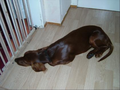 Irish Setter Junghündin