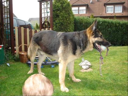 Dt. Schäferhund mit roten Papieren