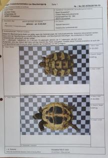 Griechische Landschildkröten *2021/2022 aus naturnaher Zucht