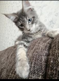 Maine Coon Kitten mit Stammbaum blaue Augen