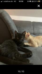 Bkh-Maincoon Kitten suchen ein liebevolles Zuhause!