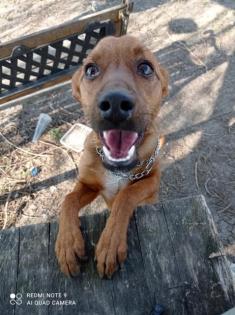 Der kleine Pim, total verschmuster Dackel-Pinscher-Mix Welpe will Familie verzau