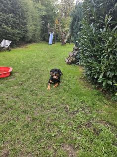 Hübscher Rottweiler sucht 2te Chance