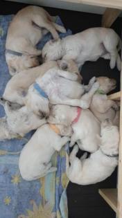 Goldendoodle Welpen Standard F1b mit Papieren in 89079 Ulm kontrollierte Zucht