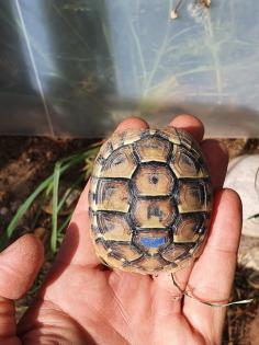 Griechische Landschildkröten Nachzuchten 2024, 2024