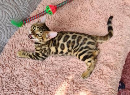 Wunderschöne Bengal Kitten gechipt geimpft mit Stammbaum