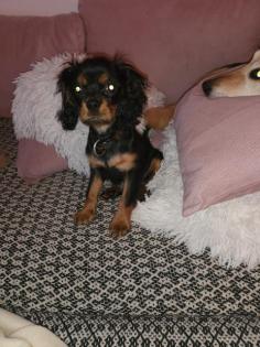 Cavalier King Charles Welpe