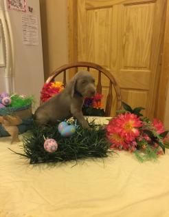 Weimaraner Kurzhaar Welpen mit Papiere