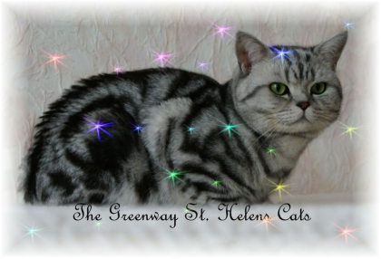 GroßerInternationaler Champion in silver-tabby-classic m.Papieren