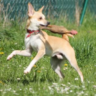 Yogi sucht ein Zuhause