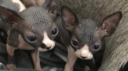 Sphynx Kitten 
