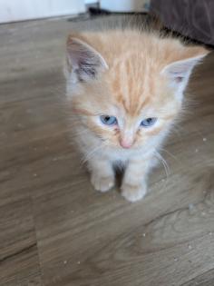 PerserMixKitten weiblich