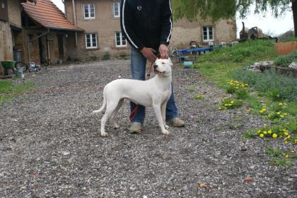 Kupierte Dogo Argentino Hündin 7 Mon.