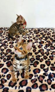 Bengal katze , Baby Katzen