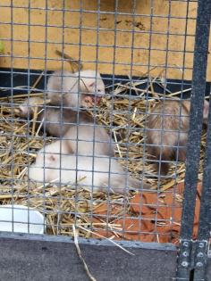 Frettchen Welpen