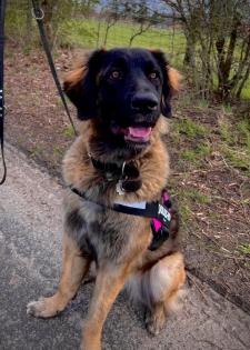 Süße Leonberger/Germanischer Bärenhund Welpen