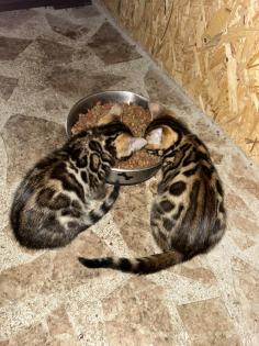 Bengal Jung Katzen (5 Monate alt)