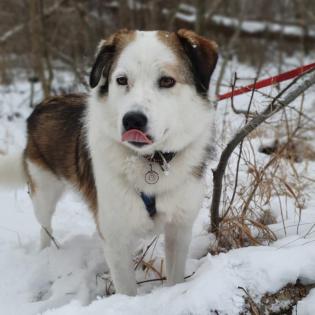 Meika - sucht leider wieder ein neues Zuhause