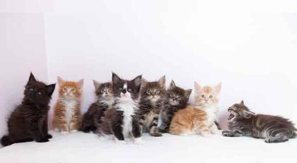 =^..^=Bezaubernde Maine Coon Kitten mit Stammbaum=^..^=