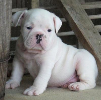 Englische Bulldogge welpen