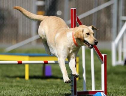 Online Hundetrainer schon über 10, 000 glückliche Halter und Hunde