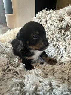 Chihuahua-Zwergpinscher Mischlings Welpen