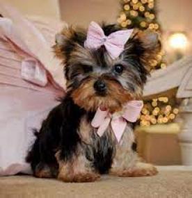 Reinrassige Yorkshire Terrier Welpen