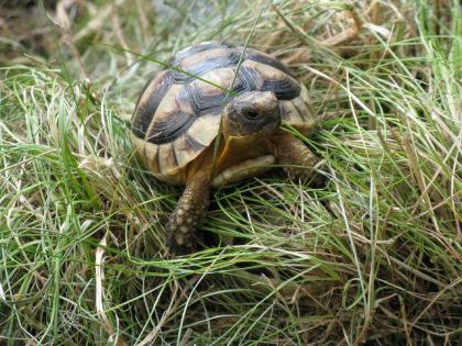 Testudo marginata weissingeri ( Zwerg - Breitrandschildkröte)