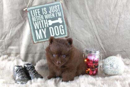 Teacup Pomeranianwelpen braun, 
